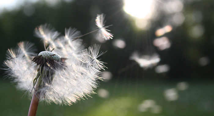 Covid-19, i rischi per chi soffre di allergie ai pollini e asma