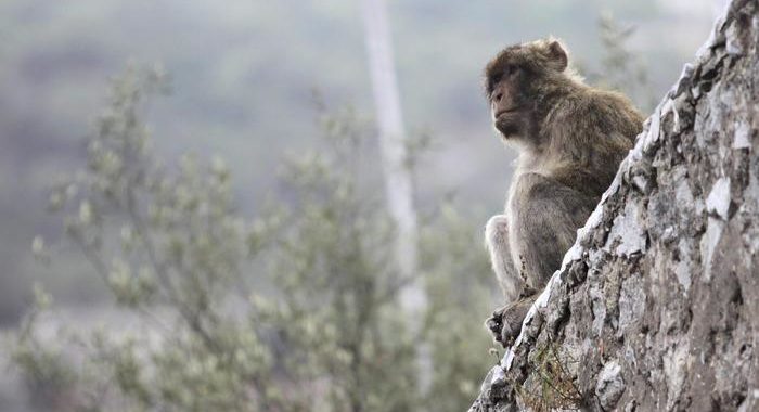 Coronavirus:Gibilterra,scimmie a rischio