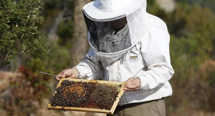 Usa, calabrone asiatico, si teme per api