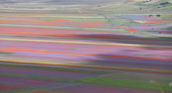 A Castelluccio la fioritura “più bella”