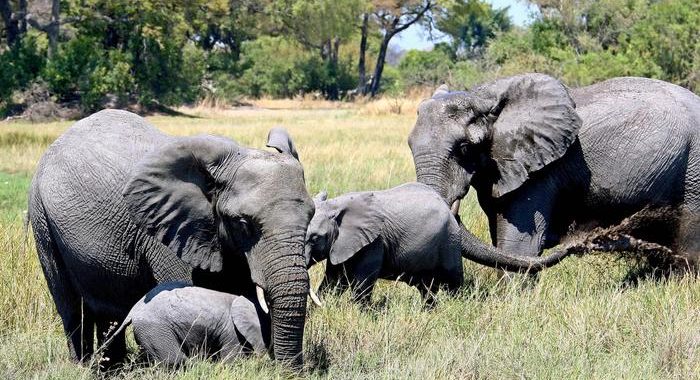 Moria di elefanti in Botswana, è un mistero