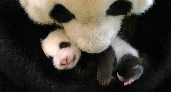 Cucciolo di panda nato allo Smithsonian