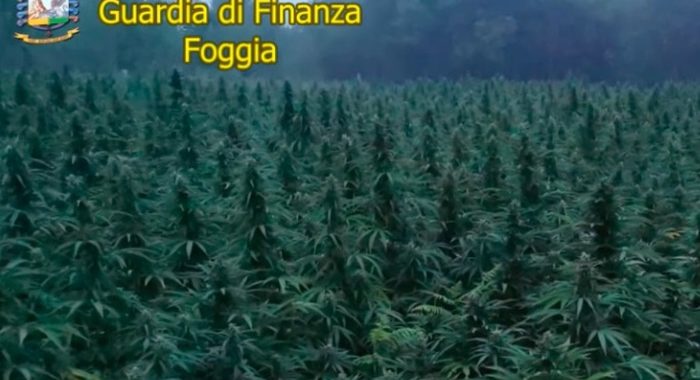 Piantagione cannabis da 9 mln in Puglia