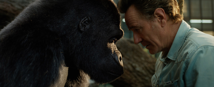 Rockwell gorilla e Jolie elefante per ode a resilienza