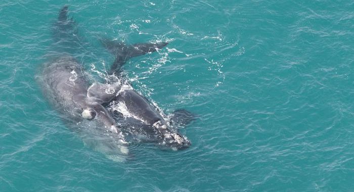 Snorkeling tra le balene in Australia, donna ferita