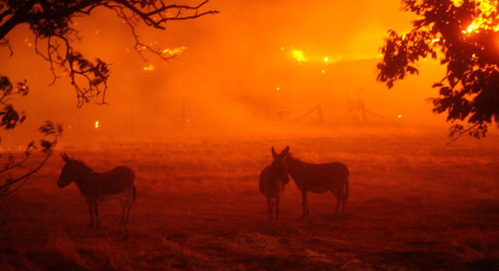 Usa: incendi California,in 7 giorni distrutti 400.000 ettari