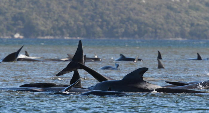 Centinaia di balene bloccate in Tasmania