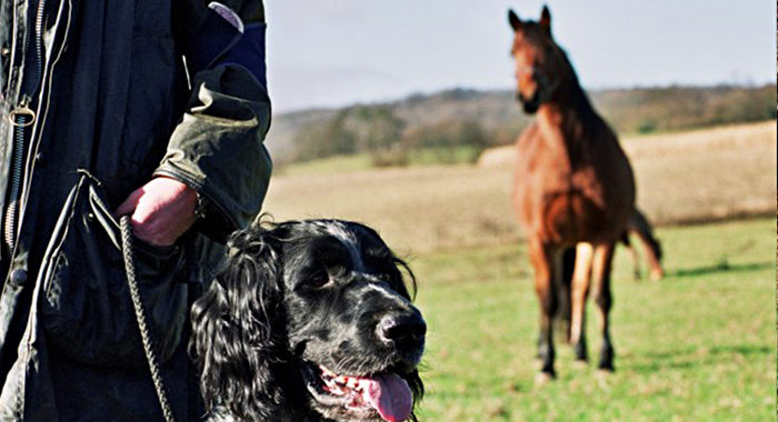 Equidi, aggressioni cani e avvelenamenti, in gazzetta le ordinanze