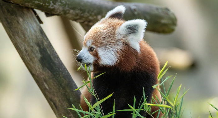 In 50 anni persi 2/3 di fauna selvatica