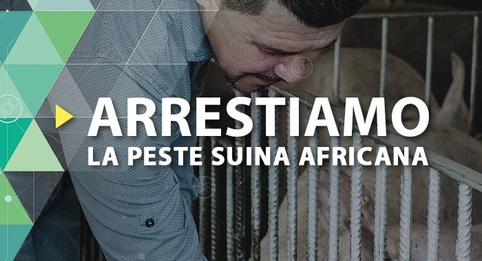 Peste suina africana, Efsa lancia la campagna on line StopASF