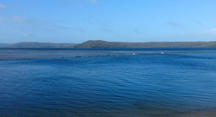 Settanta balene spiaggiate in Tasmania, soccorsi in atto