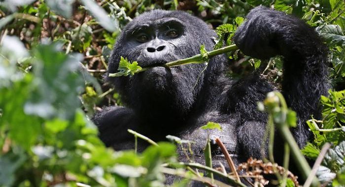 Uganda: boom di nascite tra i gorilla
