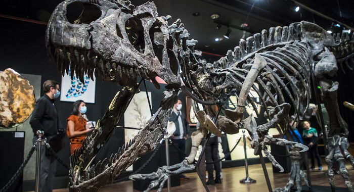 Aste: Parigi, scheletro di dinosauro venduto per oltre 3 mln