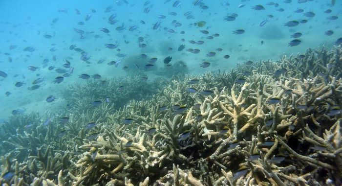 Sos Grande Barriera Corallina, ha perso metà dei coralli