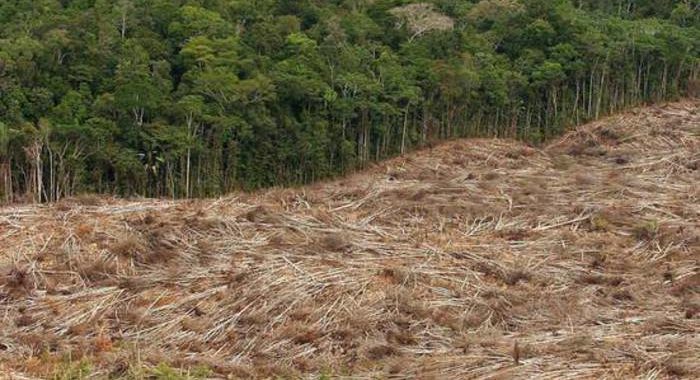 Amazzonia: Bolsonaro, denunceremo i Paesi che deforestano
