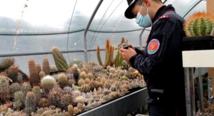 Scoperto traffico di cactus in via d’estinzione, denunce