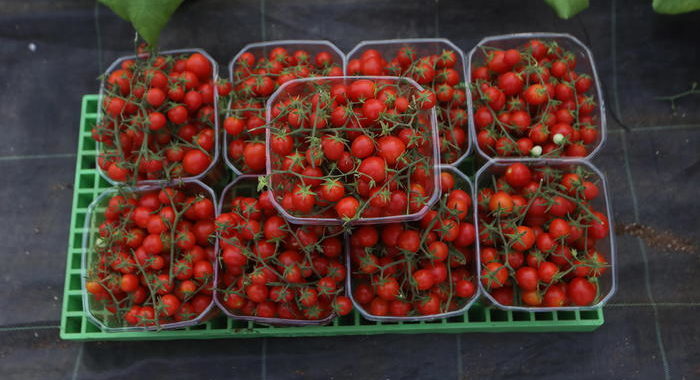 La Russia ferma le importazioni di pomodori dall’Azerbaigian