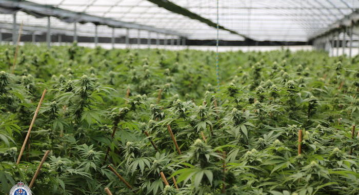 Nozze Aphria-Tilray, nasce gigante mondiale cannabis