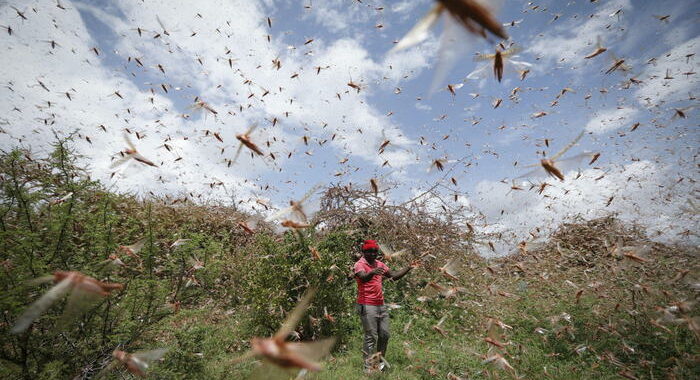 Fao chiede 38 mln di dlr contro locuste in Africa orientale