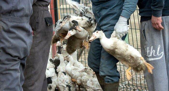 Francia:influenza aviaria,verso nuovi abbattimenti di anatre