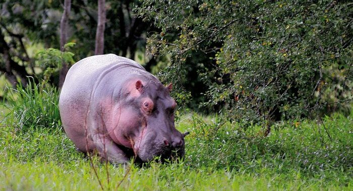 Colombia: gli ippopotami di Escobar minacciano l’ambiente