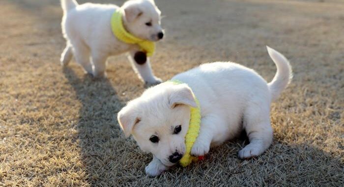 Covid: a Seul via libera al test su cani e gatti