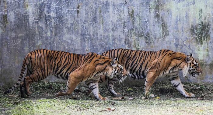 Covid: Usa, due tigri di Sumatra infette in zoo Indiana