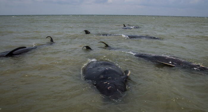 Indonesia, morte 46 balene rimaste spiaggiate