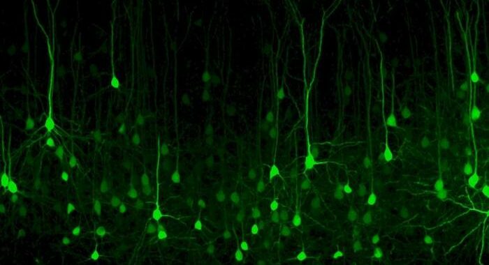 Materiale smart imita il cervello, per i computer del futuro
