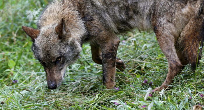 Spagna: il governo vieterà la caccia al lupo