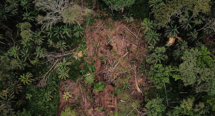 Ambiente, distruzione foresta tropicale salita del 12% nel 2020