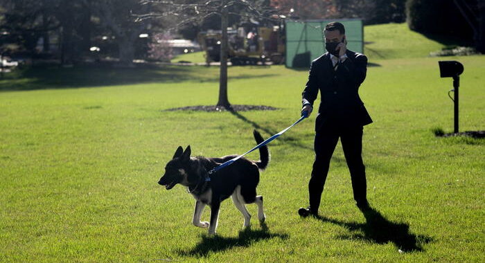 Usa: nuovi guai per Major, il cane di Biden morde ancora