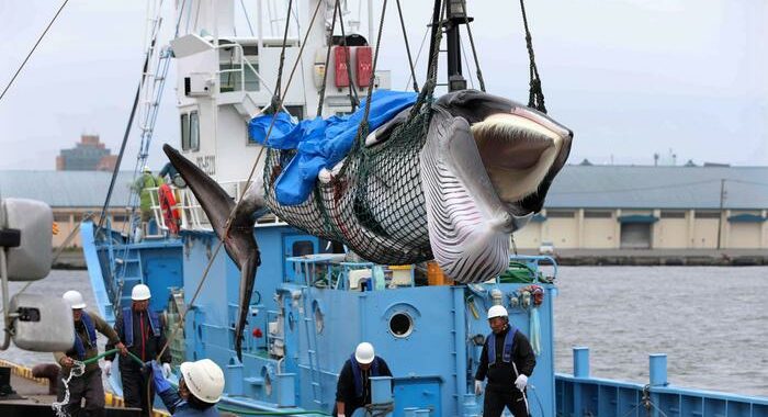 Giappone lancia stagione caccia commerciale alle balene