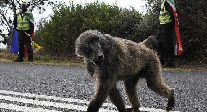 Sudafrica: ucciso babbuino ‘gangster’, terrore dei residenti
