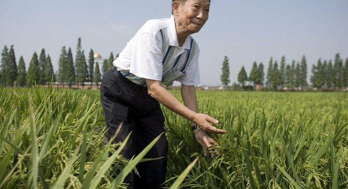 Morto Yuan Longping, il suo ‘riso ibrido’ ha sfamato la Cina
