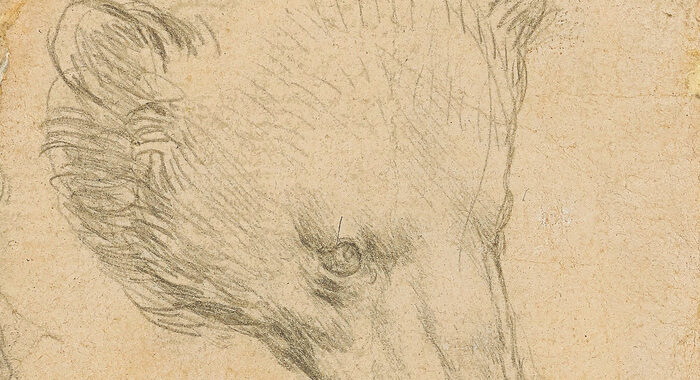 Testa di orso di Leonardo all’incanto per 9-13 milioni