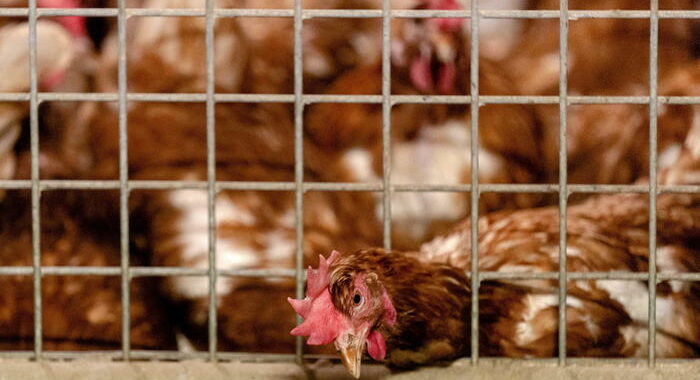 Usa: allerta salmonella, ‘evitare di baciare i polli’