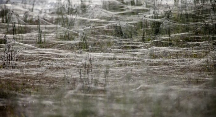Australia: inondazioni, ragni coprono regione con ragnatele
