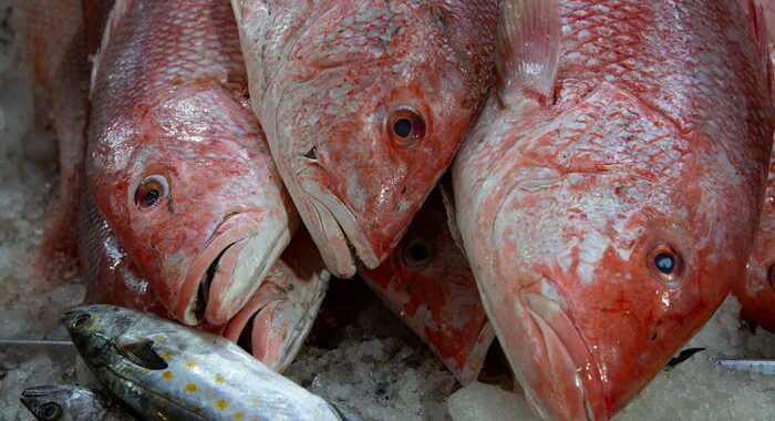 La pesca si ferma, misure Ue uccidono turismo e ristorazione