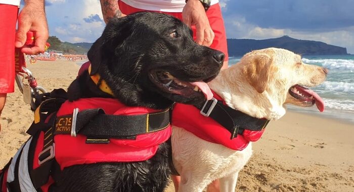 Due cani bagnino salvano 15enne nelle acque di Palinuro