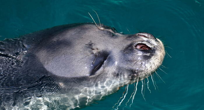 Grecia: rabbia per uccisione foca mascotte di Alonissos