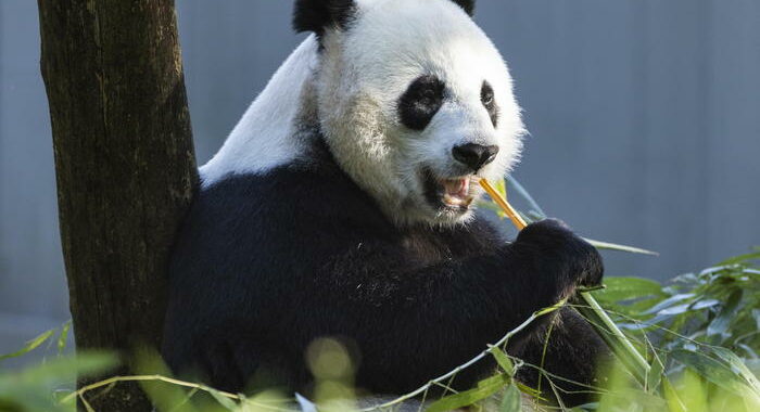 La Cina rimuove i panda dalla lista delle specie a rischio