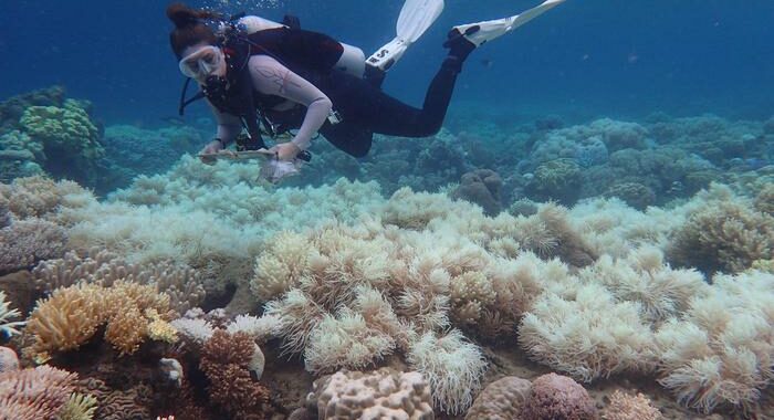 Unesco,Grande Barriera Corallina evita lista siti a rischio