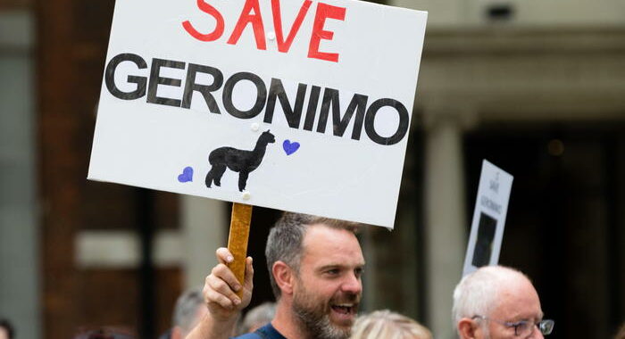 Gb: protesta a Downing Street per salvare l’alpaca Geronimo