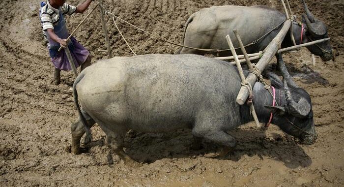 India: bufalo selvatico a rischio di estinzione