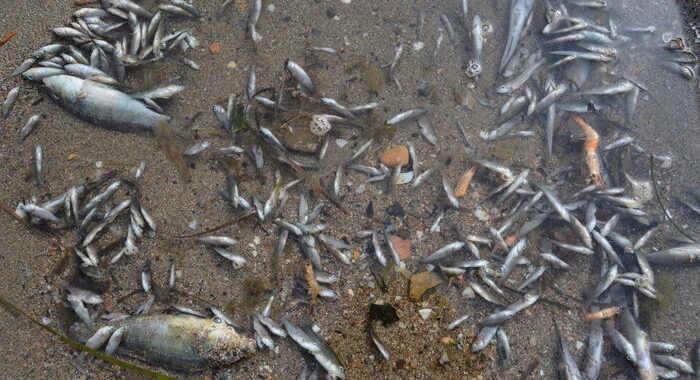 Spagna: si aggrava la moria di pesci nel Mar Menor