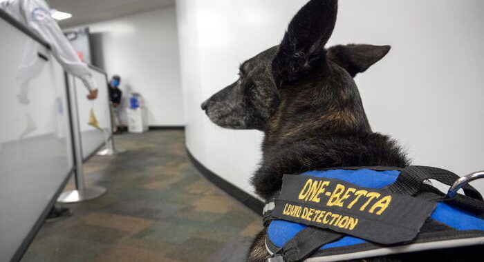 All’aeroporto di Miami in servizio i primi cani anti-Covid