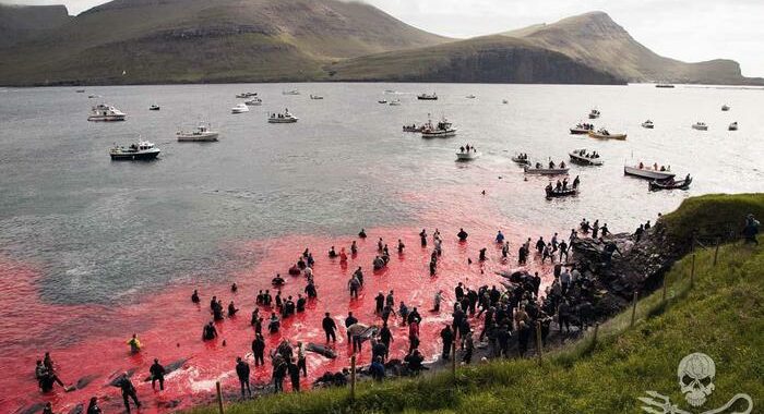 Mattanza di delfini alle isole Faroe, shock e rabbia