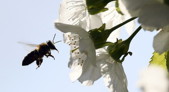 Guerra del miele tra Australia e Nuova Zelanda per il manuka