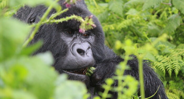RdC: muore gorilla di montagna celebre per selfie con ranger